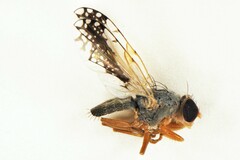 Trupanea longipennis