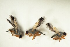 Trupanea longipennis