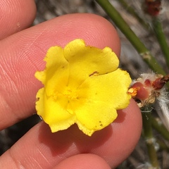 Portulacaceae
