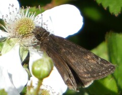 Erynnis zarucco