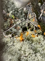 Gymnosporangium clavariiforme