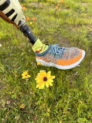 Dimorphotheca sinuata