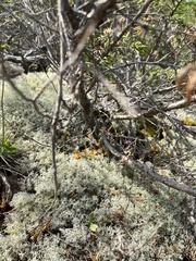 Gymnosporangium clavariiforme