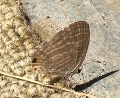 Jamides celeno aelianus