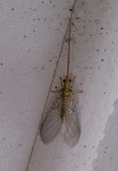 Italochrysa insignis