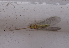 Italochrysa insignis