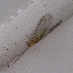 Italochrysa insignis