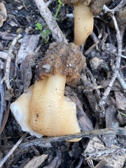 Verpa bohemica