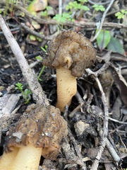 Verpa bohemica