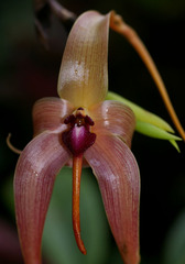 Bulbophyllum echinolabium