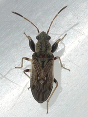 Pseudopachybrachius basalis