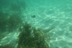 Pseudogoniistius nigripes