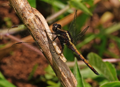 Orthetrum schneideri