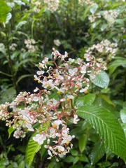 Begonia cooperi