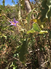 Solanum lycocarpum