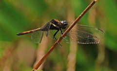 Orthetrum schneideri