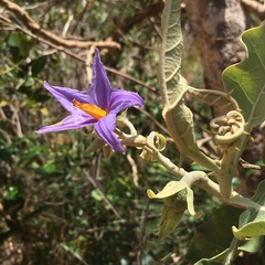 Solanum lycocarpum