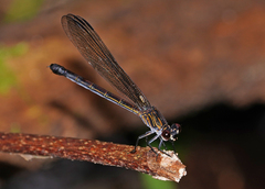 Euphaea