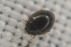 Stethorus pusillus