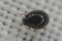 Stethorus pusillus