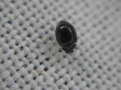 Stethorus pusillus