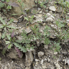 Acmispon parviflorus