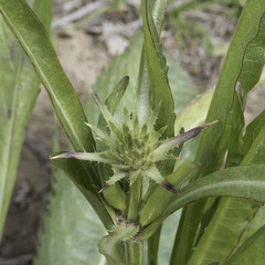 Dipsacus sativus