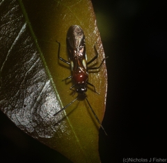 Trilaccus mimeticus