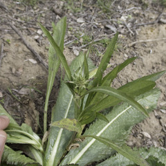 Dipsacus sativus