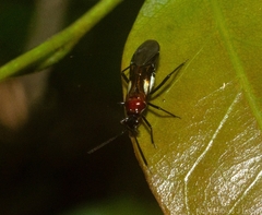 Trilaccus mimeticus
