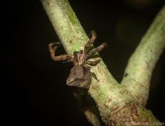 Stephanopis barbipes