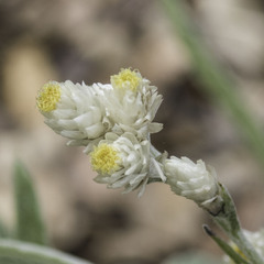 Pseudognaphalium beneolens
