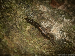 Catagogus diorymerus