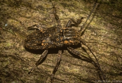 Prosoplus bakewellii