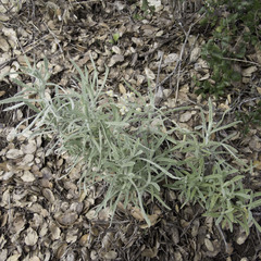 Pseudognaphalium beneolens