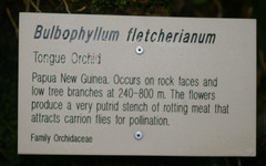 Bulbophyllum fletcherianum