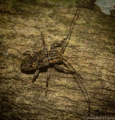 Prosoplus bakewellii