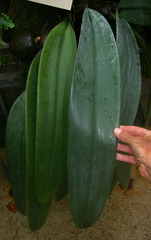 Bulbophyllum fletcherianum