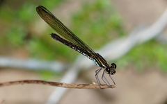 Heliocypha biseriata