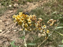 Amegilla cingulata