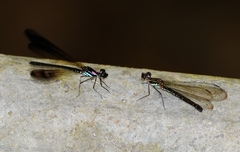 Heliocypha biseriata