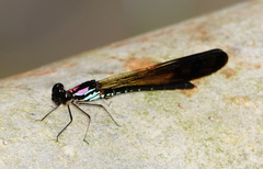 Heliocypha biseriata