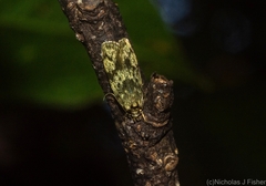 Barea phaulobrya