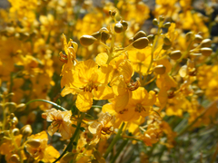 Senna armata