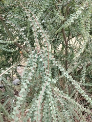 Acacia pravissima