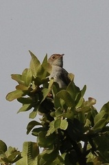 Cisticola fulvicapilla