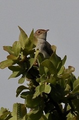 Cisticola fulvicapilla