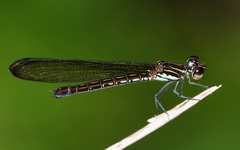 Heliocypha biseriata