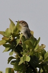Cisticola fulvicapilla