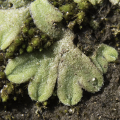 Riccia trichocarpa